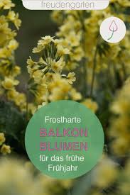Im idealfall sollte man die eisheiligen abwarten und erst danach aktiv werden. Frostharte Balkonpflanzen Balkon Pflanzen Gartnern Pflanzen