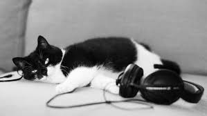 Or turning on batman begins' molossus soundtrack makes your cat's pupils dilate and ears perk up. Classical Music For Cats