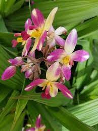 Berry Banana Ground Orchid Spathoglottis Spp Orchid Care Beautiful Orchids Ground Orchids