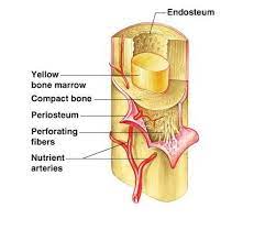Print Exercise 9 Overview Of The Skeleton Classification And Structure Of Bones And Cartilages Fl Yellow Bone Marrow Anatomy And Physiology Structure Of Bone