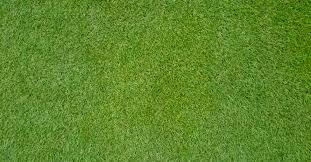 To revitalize your grass, you may consider aerating and overseeding, or creating holes in your soil to plant fresh seedlings. All You Need To Know About Bermudagrass
