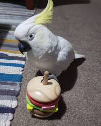 This species is one of the few species reported to scream even. Macaw For Sale Cockatoo For Sale African Grey For Sale