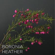 Boronia Heather Flower Guide Flower Names Flowers Photography