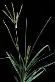 Image result for Eleusine