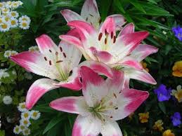 La multi ani cu sanatate! La MulÈ›i Ani Crina Youtube