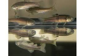 Raising Bait Minnows In Tanks Bait Tank Fish Breeding Fish