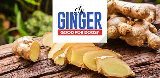 Can Dogs Eat Ginger And Is Ginger Good For Dogs