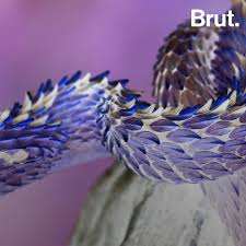 Vipers are some of the coolest animals. The Striking Appearance Of Bush Vipers Brut