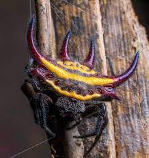 Hier ist ein anmutiger kugelweber, von hand bestickt auf. This Demon Orb Weaver Spider Natureismetal