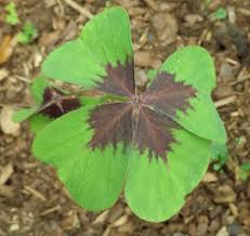 Native wetland plants native plants are always the best choice for use in landscapes, restoration projects, storm water projects, and naturalized areas. 25 Full Shade Plants That Will Look Great In Your Yard Mike S Backyard Nursery