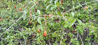Image result for Combretum hereroense