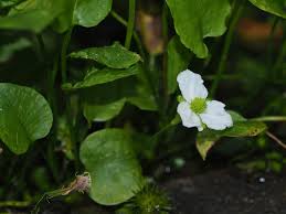 Image result for Ranalisma