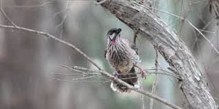 May 15, 2019 at 12:35 am. Red Wattlebird Birds In My Backyard Koala Clancy Foundation