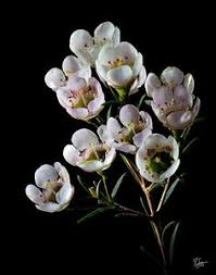 White flowers for weddings and diy flower centerpieces are a great choice for any event. 37 Filler Flowers Ideas Flowers Plants Wax Flowers