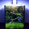 Having a healthy plant in your tank will help to improve the water quality. Https Encrypted Tbn0 Gstatic Com Images Q Tbn And9gcs5s3e6daouj3vk Z1ps2pfqewpzkwle4ipv 6tojnhlv7maatw Usqp Cau