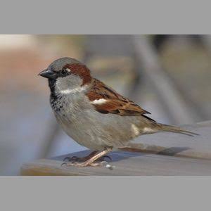 Common Birds of Bombay (Mumbai)