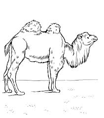 Pin On Animal Coloring Pages