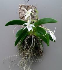 Image result for Angraecum