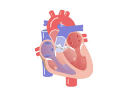 We would like to show you a description here but the site won't allow us. Heart Anatomy