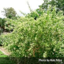 Image result for Cestrum nocturnum