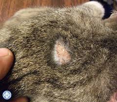 https xn 7sbbbhlbdcc8a2ap0m4e com treatment disease cats ringworm in cats html