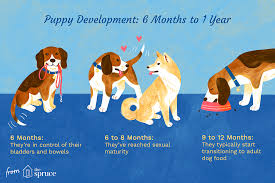 They are still capale of going on long hikes and runs but they now are able to self regulate you may want to avoid exposing these dogs to young children while the dogs are under the age of two. Puppy Development From 6 Months To 1 Year