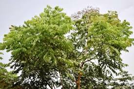 Image result for Erythrophleum