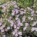 Image result for Felicia filifolia