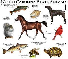 It is bounded to the north by virginia, to the east by the atlantic ocean, to the south by south carolina and georgia, and to the west by tennessee. North Carolina State Animals Poster Prnt Etsy In 2021 Animals Animals Poster Animal Posters