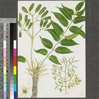 Image result for Kirkia