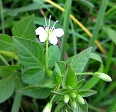 Image result for Cleome rutidosperma