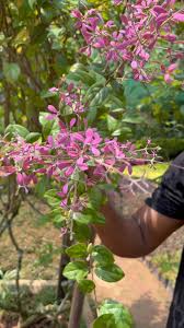 Image result for Congea