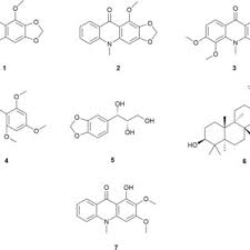 Image result for Vepris sansibarensis