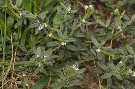 Image result for Euploca ovalifolia