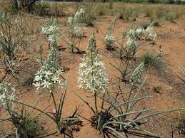 Image result for Albuca nigritana