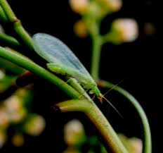 Image result for Aeschynomene sp. C