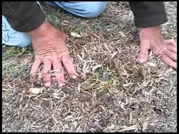 How to fix dead spots in st augustine grass. How To Repair Dead Patches In Your Lawn Youtube