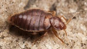 A bedbug extermination expert can cost up to $500 for an initial inspection and quote (particularly if a dog is used) and then $500 to $1000+ for the bed bug s pest control treatment itself. Bed Bugs May Soon Come Back Exterminators Warn Best Life
