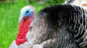 What is the red thing on the turkeys neck called? What S That Red Thing On A Turkey