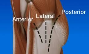 Hip Replacement Direct Anterior Approach Hip Replacement Total Hip Replacement Hip Replacement Recovery