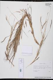 Image result for Dichanthium aristatum