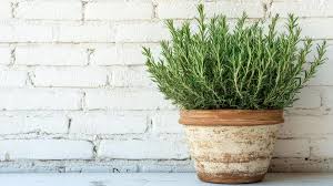 Image result for rosemary container