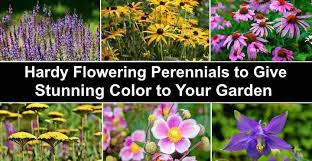 Here, flowering shrubs like roses and other annuals and perennials ensure the garden is in bloom perennials generally have shorter blooming periods than annuals, so gardeners often pair them with annuals or perennials that. Hardy Perennials Flowers That Come Back Year After Year Pictures