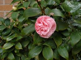 Image result for Theaceae