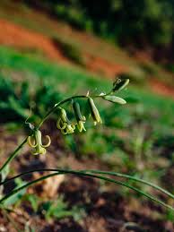 Image result for Dipcadi longifolium