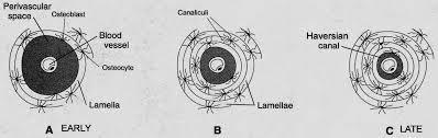 As the names suggest compact bone looks compact and the spongy bone looks like sponges. Https Histologylab Ctl Columbia Edu Histologylabmanual Pdf