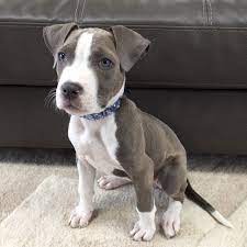 When you support pitbull rescues, it allow us to make a difference in the lives of these furry friends and the families that take them home. Baltimore Md American Pit Bull Terrier Meet Kaela A Pet For Adoption