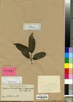 Image result for Landolphia congolensis