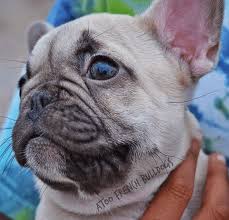 Luck french bulldogs po box 53061 lubbock, tx 79453. French Bulldog Rescue Dallas L2sanpiero