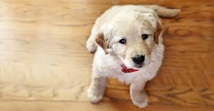 Our services include routine veterinary services using traditional chinese and western veterinary herbal medicine. The Healing Power Of Animals